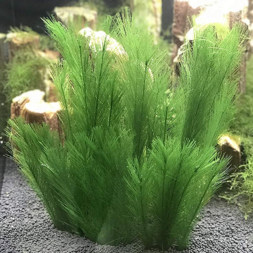 1/3 шт. 28/40 см аквариум иску – обзор и цена Aquarium Plants Live