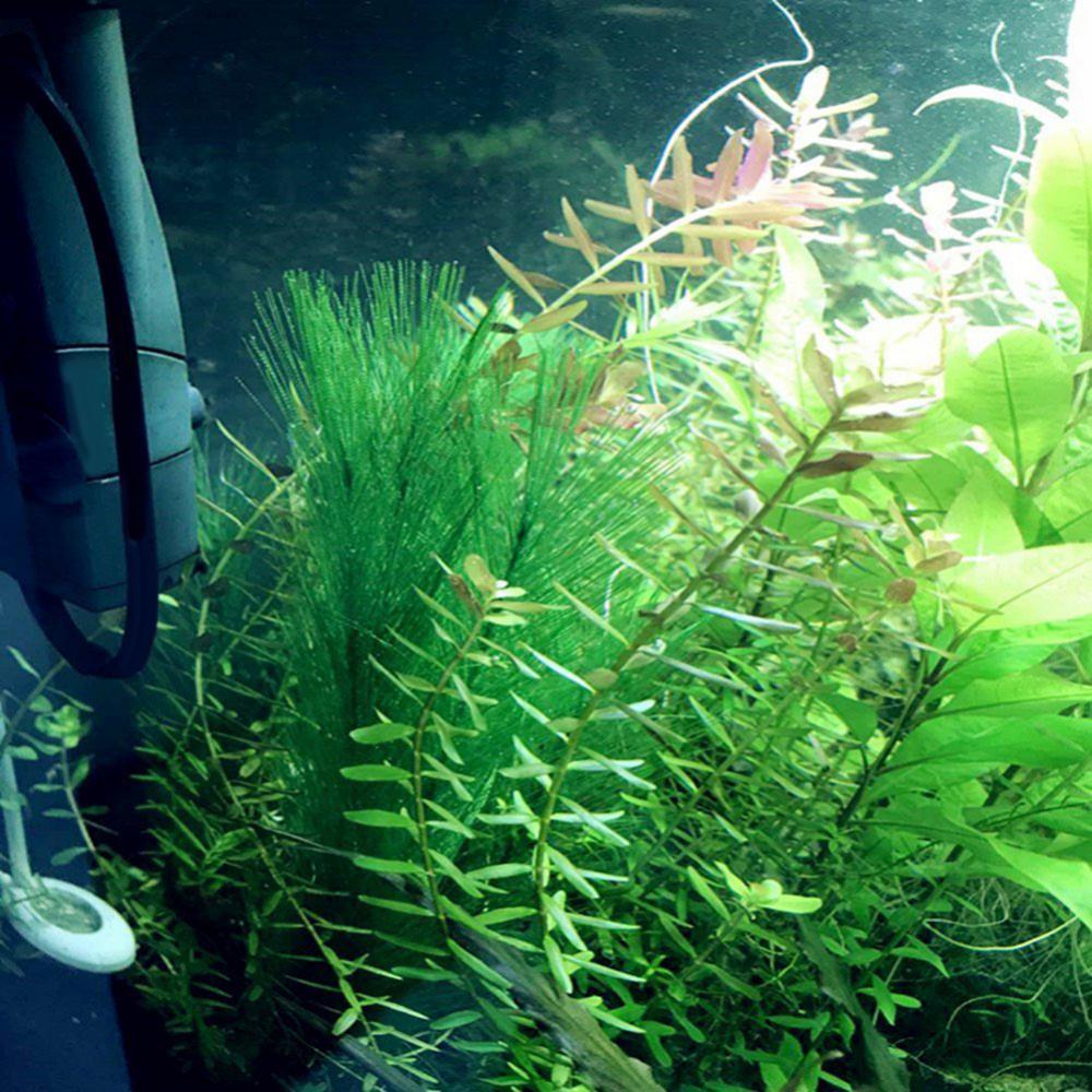 1/3 шт. 28/40 см аквариум иску – обзор и цена Aquarium Plants Live