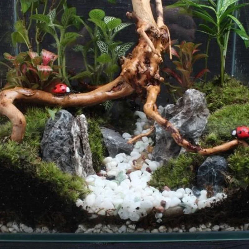 Натуральный ствол дерева Drift – обзор и цена Aquarium Plants Live