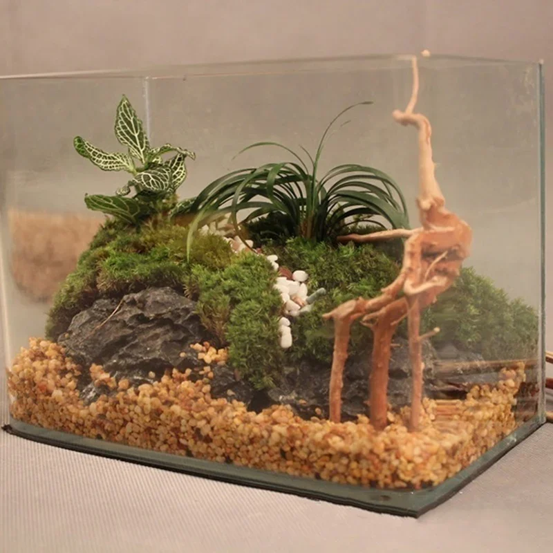 Натуральный ствол дерева Drift – обзор и цена Aquarium Plants Live