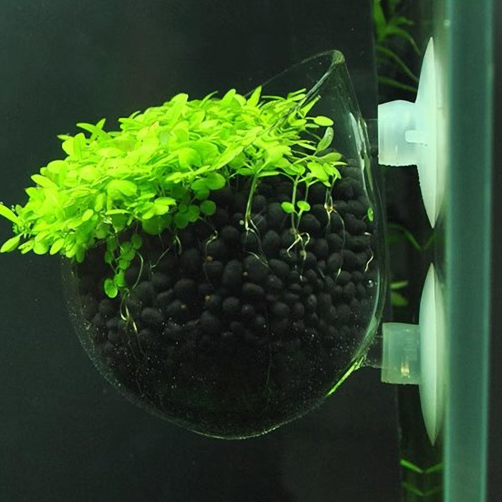 Держатель для аквариумных раст – обзор и цена Aquarium Plants Live
