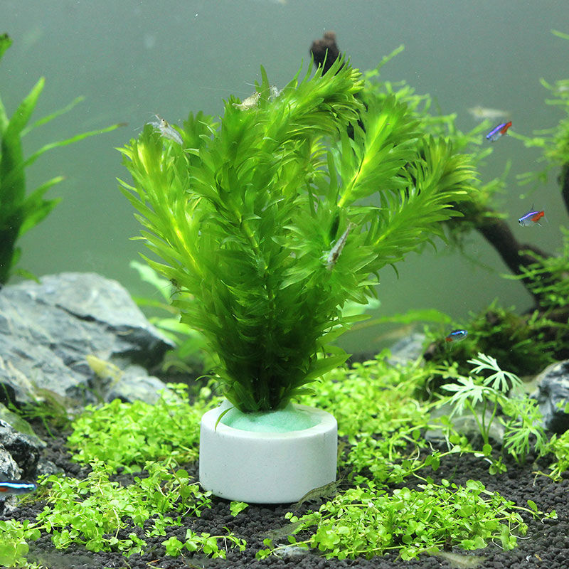 Керамическое кольцо для украше – обзор и цена Plant Aquarium Pot