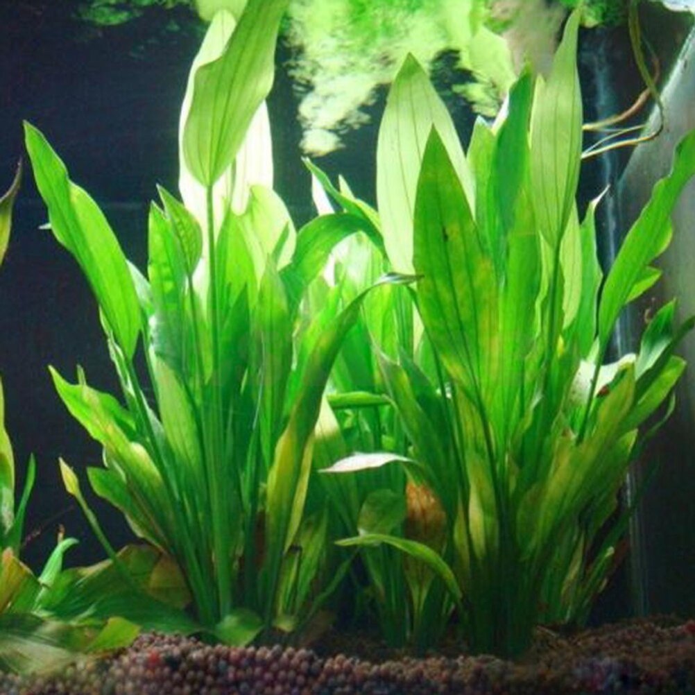 15 см искусственный декор для  – обзор и цена Aquarium Plants Live